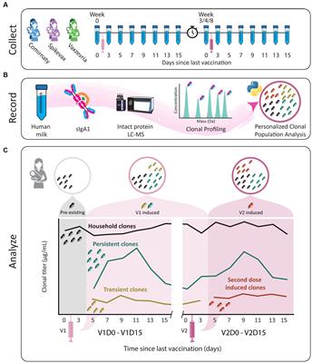 A case series exploring the human milk polyclonal IgA1 response to repeated SARS-CoV-2 vaccinations by LC–MS based fab profiling